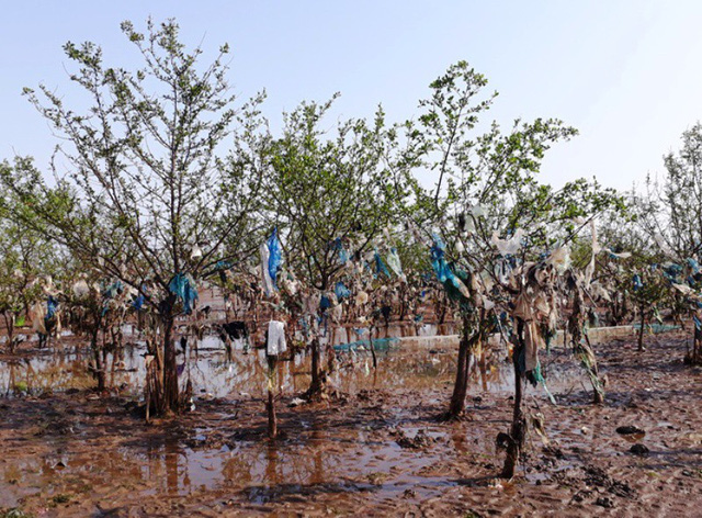 Thanh[-]Ho&aacute;:[-]Kinh[-]h&atilde;i[-]r&aacute;c[-]thải[-]quấn[-]chặt[-]c&acirc;y[-]rừng[-]ph&ograve;ng[-]hộ[-]ven[-]biển